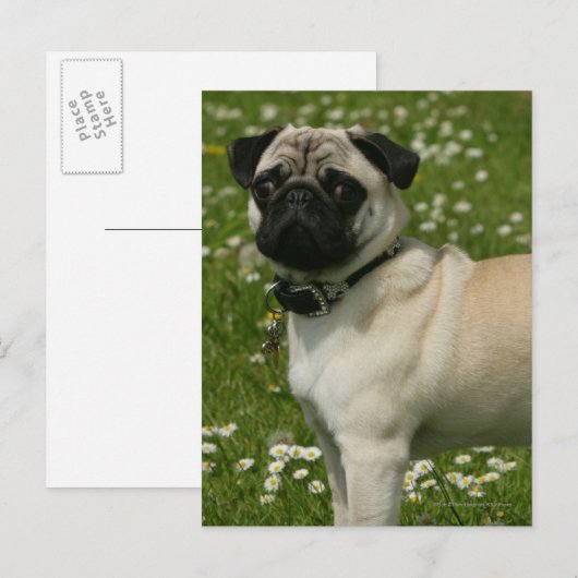 パグ遊の花 ポストカード (正面/裏面)