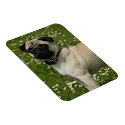 パグ遊の花 マグネット (右側)