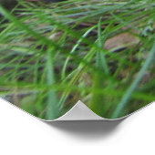 パグ/シャーペイパピープリント ポスター (角)