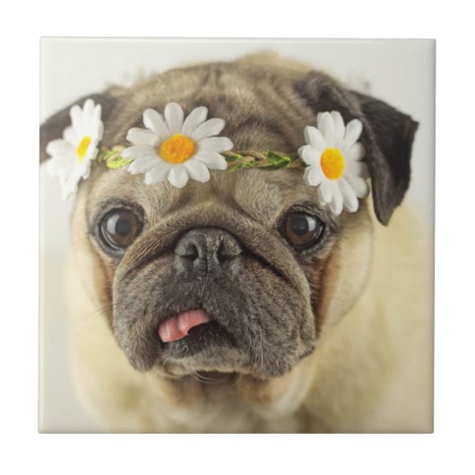 パグ(デイジークラウン) タイル (正面)