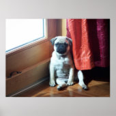 パグ ポスター (正面)