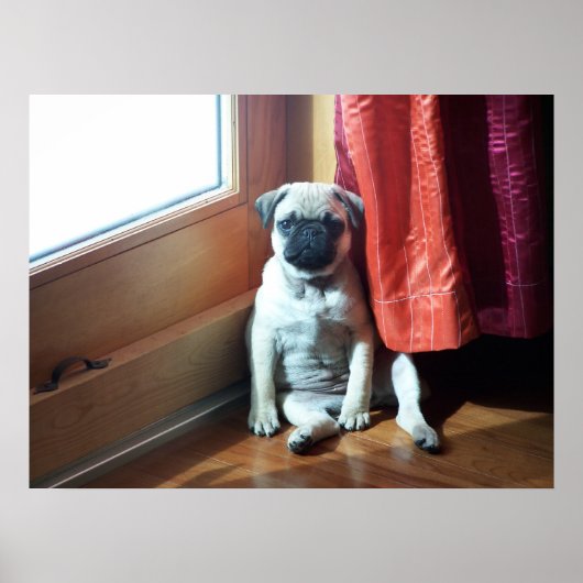 パグ ポスター (正面)