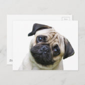 パグ ポストカード (正面/裏面)
