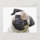 パグ ポストカード (正面)