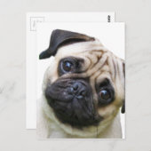 パグ ポストカード (正面/裏面)
