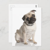 パグ ポストカード (正面/裏面)