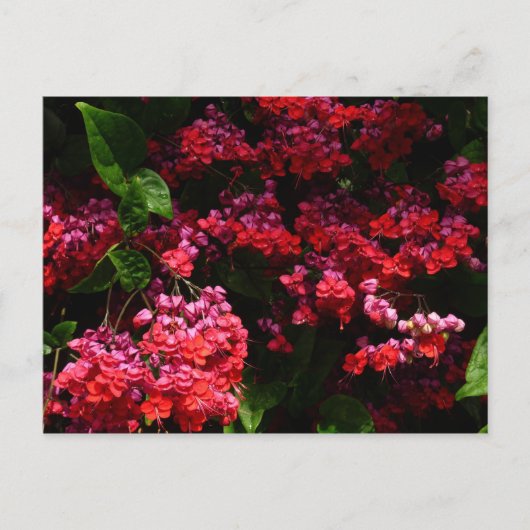 パゴダカラフルの花(赤とピンク) ポストカード (正面)