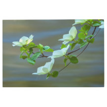 パシフィックウッズ