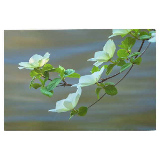 パシフィックウッズ メタルプリント (正面)