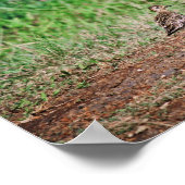 パシフィックゴールデンプローバー ポスター (角)