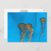 パシフィックシーイラクサ ポストカード (正面/裏面)