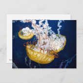 パシフィックシーネトル(クリサオラフセセンツ) ポストカード (正面/裏面)