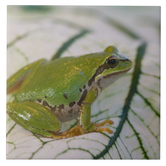 パシフィックツリーカエルの花が庭に。 タイル (正面)