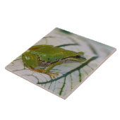 パシフィックツリーカエルの花が庭に。 タイル (側面)