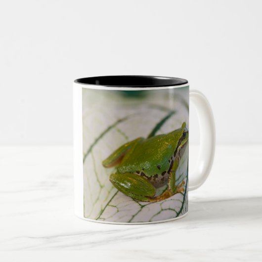 パシフィックツリーカエルの花が庭に。 ツートーンマグカップ (正面右)