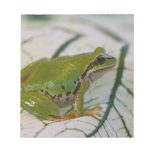 パシフィックツリーカエルの花が庭に。 ノートパッド (正面)