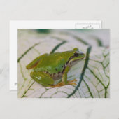パシフィックツリーカエルの花が庭に。 ポストカード (正面/裏面)