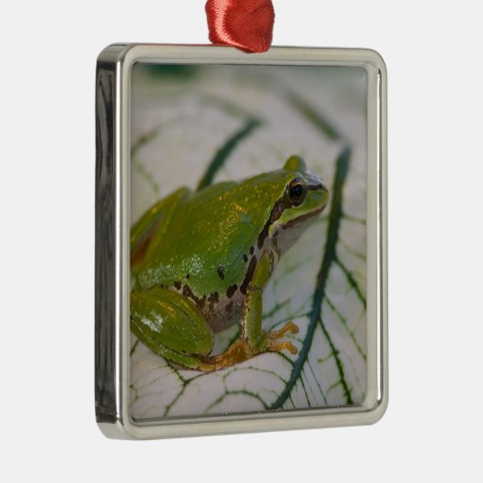 パシフィックツリーカエルの花が庭に。 メタルオーナメント (右)