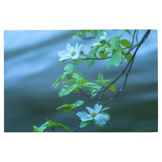 パシフィックドグウッド メタルプリント (正面)