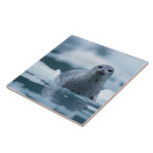 パシフィックハーバーシール(Phocca vitulina richardis) タイル (側面)