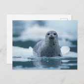 パシフィックハーバーシール(Phocca vitulina richardis) ポストカード (正面/裏面)