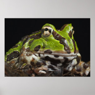 パシフィックホルンカエルCeratophrys stolzmanni) ポスター