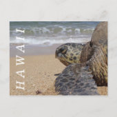 パシフィック海ビーチシータートルハワイ ポストカード (正面)