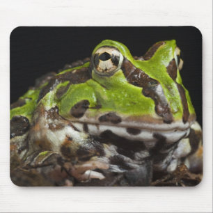 パシフィック・ホーン・フロッグ Ceratophrys stolzmanni) マウスパッド