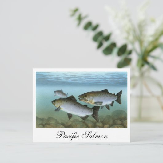 パシフィッ絵を描クサーモンのはがき ポストカード (スタンド正面)
