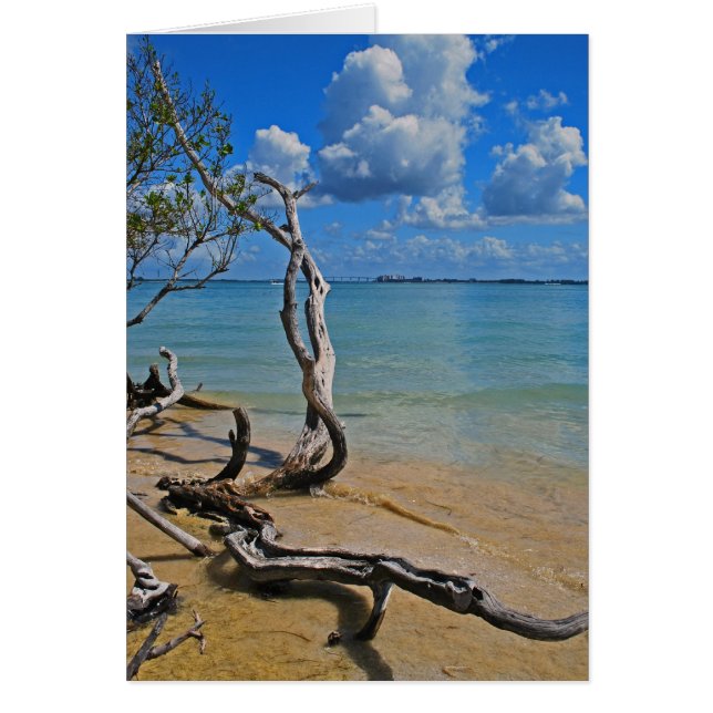 パスを盲目にする残骸 (正面)