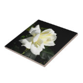 パスカリ白バラ タイル (側面)