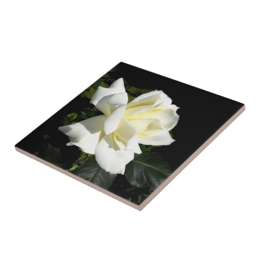 パスカリ白バラ タイル (側面)