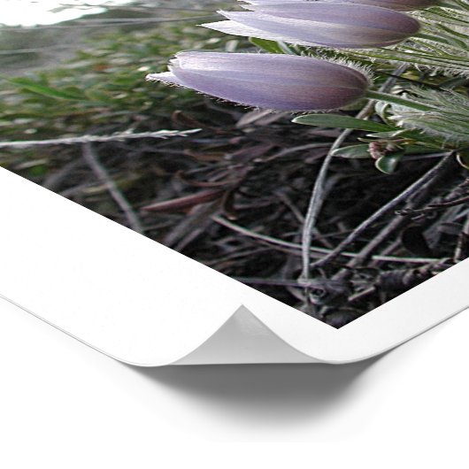 パスクの花 ポスター (角)