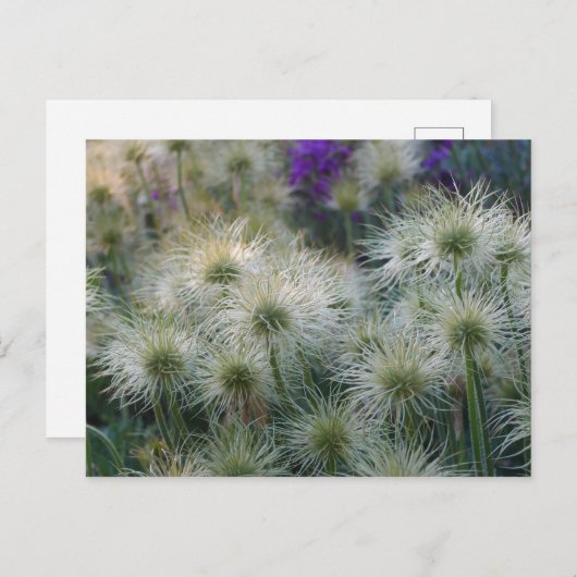 パスク花の種子の葉書 ポストカード (正面/裏面)