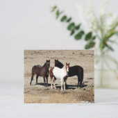 パスチュアトリオ ポストカード (スタンド正面)