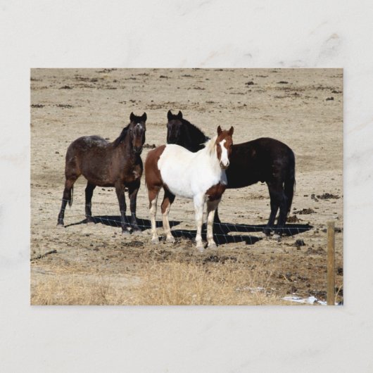 パスチュアトリオ ポストカード (正面)