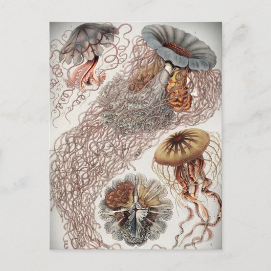 パステルカラーのゼリー(クラゲ) ポストカード (正面)