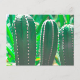 パステルグリーンのカクタス植物の葉 パステル ポストカード