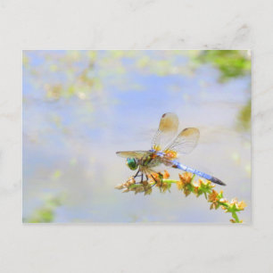 パステルドラゴンフライ ポストカード