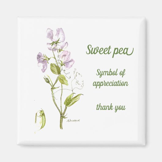 パステルパープルと緑の水色のスイートピー マグネット (正面)