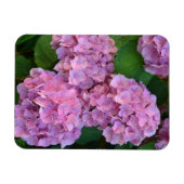 パステルピンクのヤグルマギクの花 マグネット (横)
