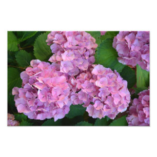 パステルピンクホルテンシアアジサイの花 フォトプリント