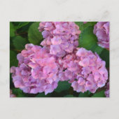 パステルピンクホルテンシアアジサイの花 ポストカード (正面)