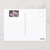 パステルピンクレインリリー恋しく思フローラズ ポストカード (裏面)