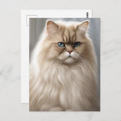 パステルペルシャ猫ポートレート ポストカード (正面/裏面)