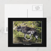 「パスファインダー」グレー・ウルフのポストカード ポストカード (正面/裏面)