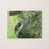 パズル – ピーコックオンザヒル (横)