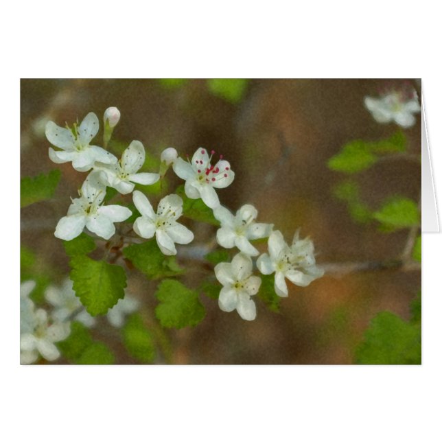 パセリサンザシ (正面横)