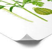 パセリーキッチンハーブ植物壁デコール ポスター (角)