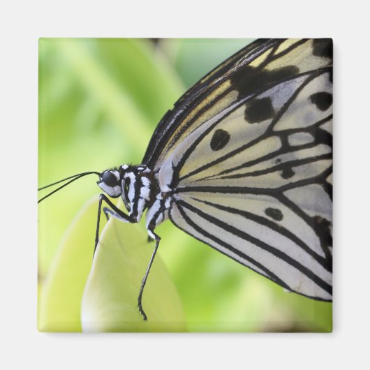 パタコバタフライ マグネット (正面)